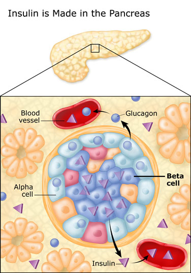 pancreas and beta cells